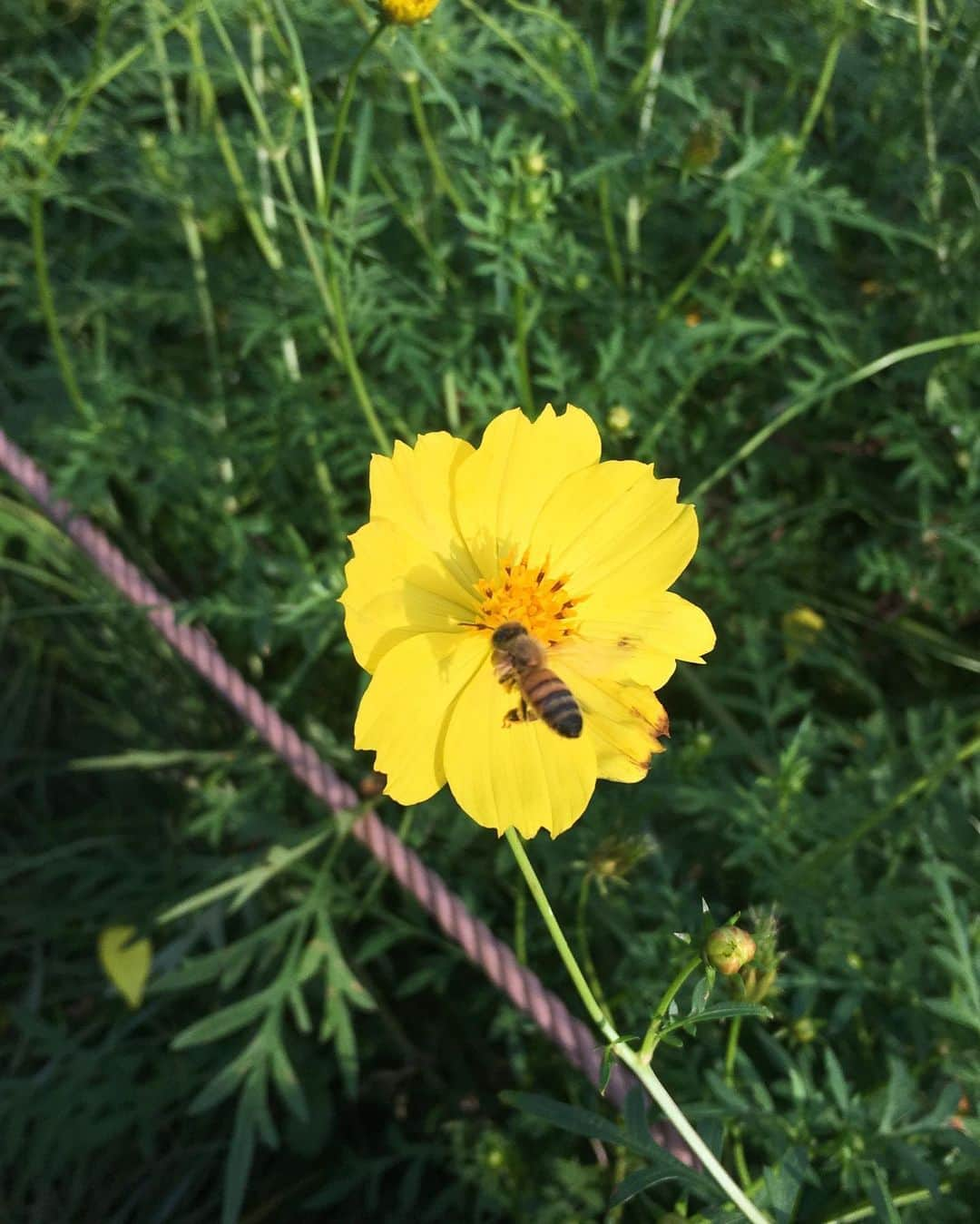 椎名香奈江さんのインスタグラム写真 - (椎名香奈江Instagram)「黄色いコスモス可愛かった🌼 蜂が可愛くて、可愛くて、思わず…📸🐝 #昭和記念公園 #コスモス #黄色 #ピクニック #蜂 #🐝 #みつばち」9月26日 19時46分 - k_n_aaa