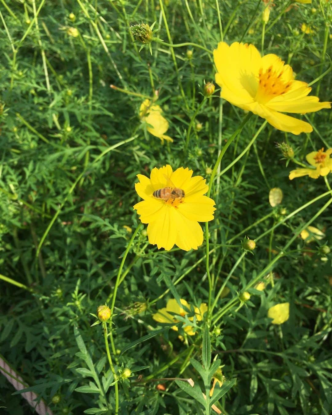 椎名香奈江さんのインスタグラム写真 - (椎名香奈江Instagram)「黄色いコスモス可愛かった🌼 蜂が可愛くて、可愛くて、思わず…📸🐝 #昭和記念公園 #コスモス #黄色 #ピクニック #蜂 #🐝 #みつばち」9月26日 19時46分 - k_n_aaa