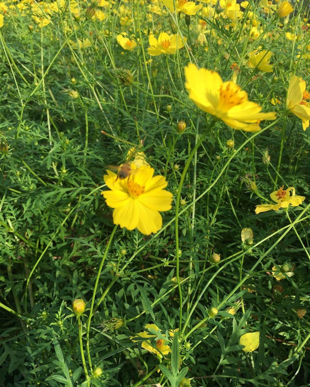 椎名香奈江のインスタグラム：「黄色いコスモス可愛かった🌼 蜂が可愛くて、可愛くて、思わず…📸🐝 #昭和記念公園 #コスモス #黄色 #ピクニック #蜂 #🐝 #みつばち」