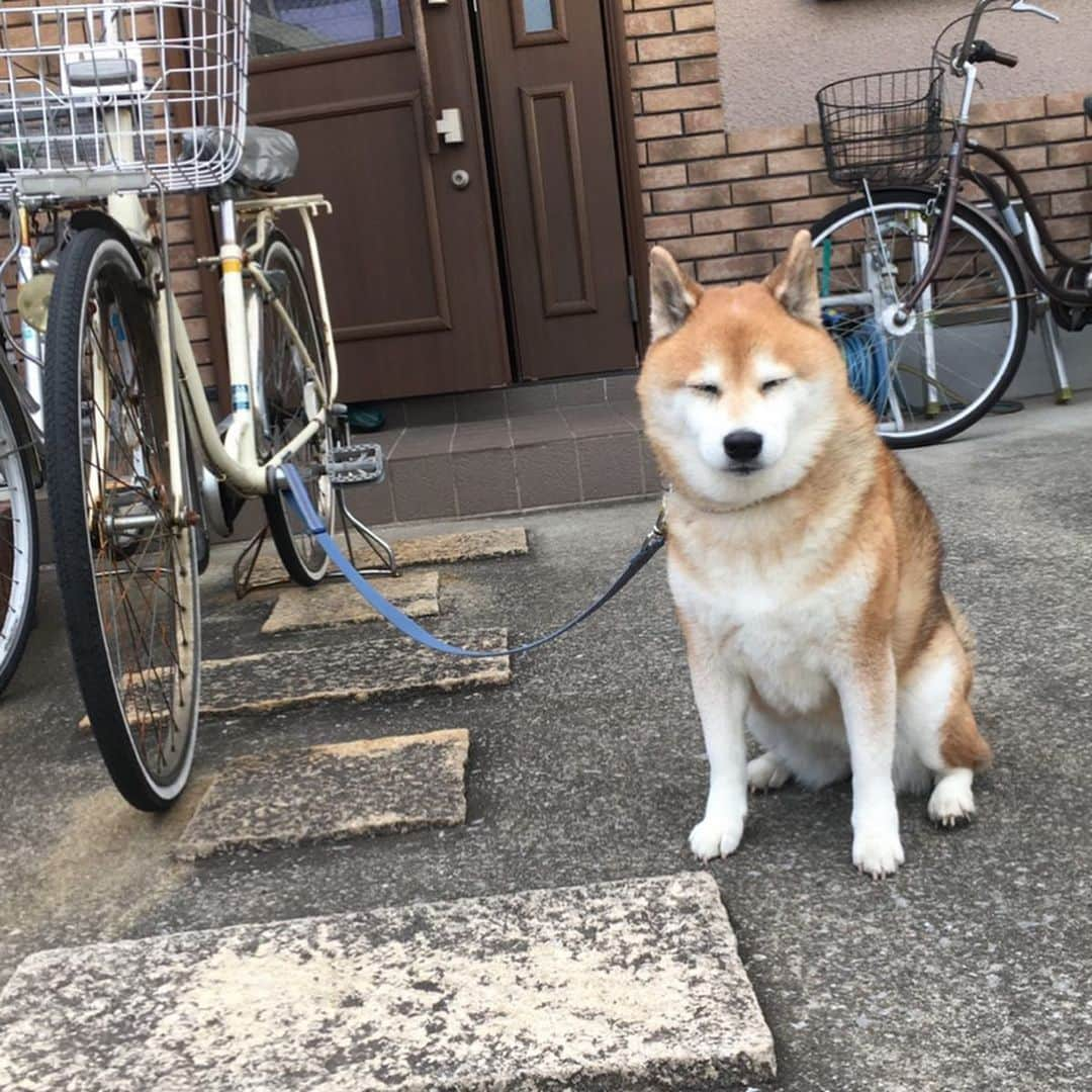 大関れいかさんのインスタグラム写真 - (大関れいかInstagram)「. そいえば9/15は犬の15歳の誕生日だた🐶 ガッツおめでとう㊗️ 4枚目が特にお気に入りです。 ほんとこの犬は可愛くて面白い。 一生愛してる卍😇 #ガッツ#15歳の犬#おめみ #shibainu#shibastagram」9月26日 19時50分 - _reikaoozeki