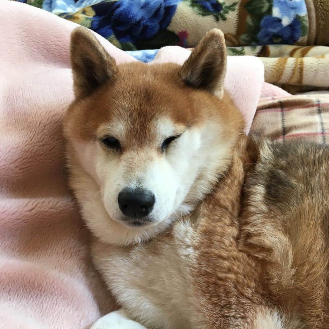 大関れいかさんのインスタグラム写真 - (大関れいかInstagram)「. そいえば9/15は犬の15歳の誕生日だた🐶 ガッツおめでとう㊗️ 4枚目が特にお気に入りです。 ほんとこの犬は可愛くて面白い。 一生愛してる卍😇 #ガッツ#15歳の犬#おめみ #shibainu#shibastagram」9月26日 19時50分 - _reikaoozeki