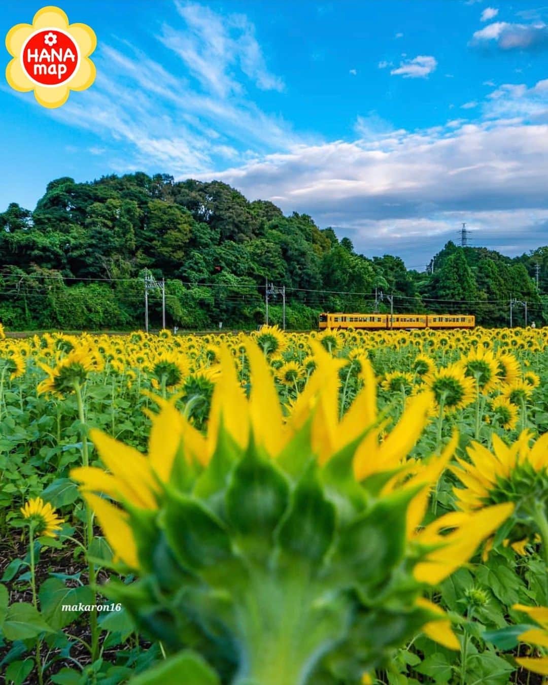はなまっぷ❁日本の花風景さんのインスタグラム写真 - (はなまっぷ❁日本の花風景Instagram)「🌸はなまっぷ🌸 * @marin2216makaron さんの  花のある風景に花まるを💮 * 向日葵たちに見守られ嬉しそうな黄色い電車をありがとうございます😊🌸 * 三重  #いなべ市 Inabe,  Mie Pref. * 🌼ヒマワリの花言葉📝🌼 あなたを見つめる、愛慕 * 見頃を過ぎている場所もご紹介しています。お出かけの際はHP等で最新の情報をご確認くださいね🙏🌸 * 🌸•••🌸•••🌸•••🌸•••🌸•••🌸 * いつも素敵なお花をありがとうございます😊 日本の花のある風景にタグ付けしてください🌸 お花があれば何でもOKです💓 * #はなまっぷ * #日本の美しい花風景#花のある風景#花#花畑#ヒマワリ#向日葵」9月26日 21時51分 - hanamap