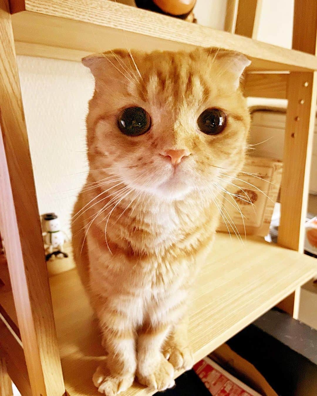 ashmiemuのインスタグラム：「How have you been? . 秋らしくなってきたね🍂」