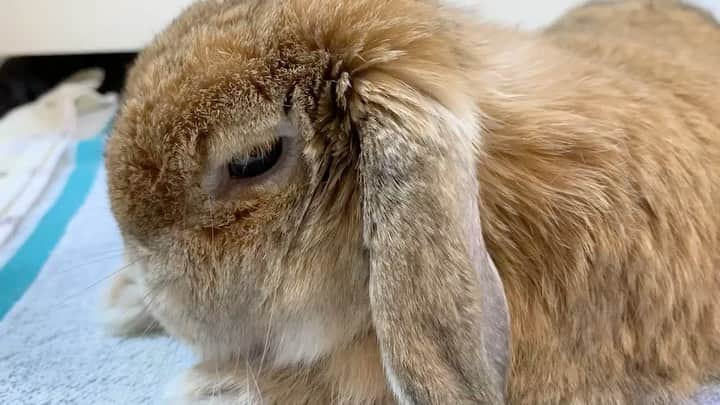 のインスタグラム：「うめ、クラシックでうっとりおねむ。 #holandrop #rabbit #うさぎ　#ホーランドロップ」