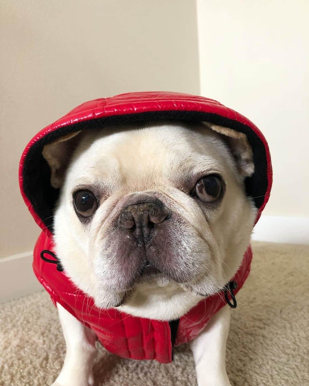 Sir Charles Barkleyさんのインスタグラム写真 - (Sir Charles BarkleyInstagram)「I got a new jacket. You like? #ismyheadtoobigforthishood #myearsarewarmthough」9月26日 23時30分 - barkleysircharles