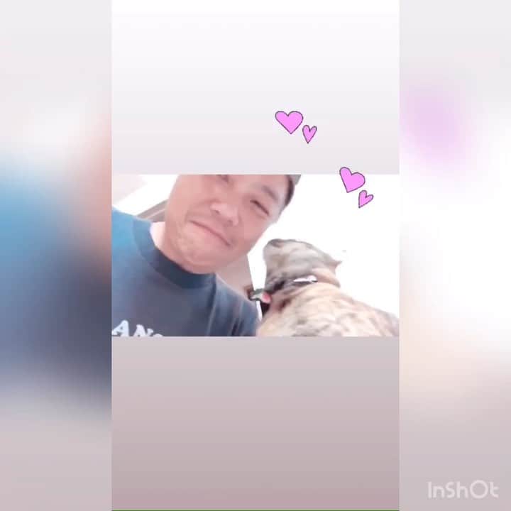 のインスタグラム：「猫が苦手だった旦那さんですがツンデレだけど甘えたなまねきに魅力され、毎日大好きを注いでたらこうなりました♡﻿﻿ 旦那さんが好きすぎるまねき ﻿ 幸せそうで嬉しいよ♡﻿ ﻿  @petokotolife ﻿ うちの子 × ハート チャレンジ﻿ #キジトラ﻿ #ハートな動画 #全部ハートの写真や動画だよ #手がハート #おまたがハート﻿ ﻿ #うちの子愛護週間 ﻿」