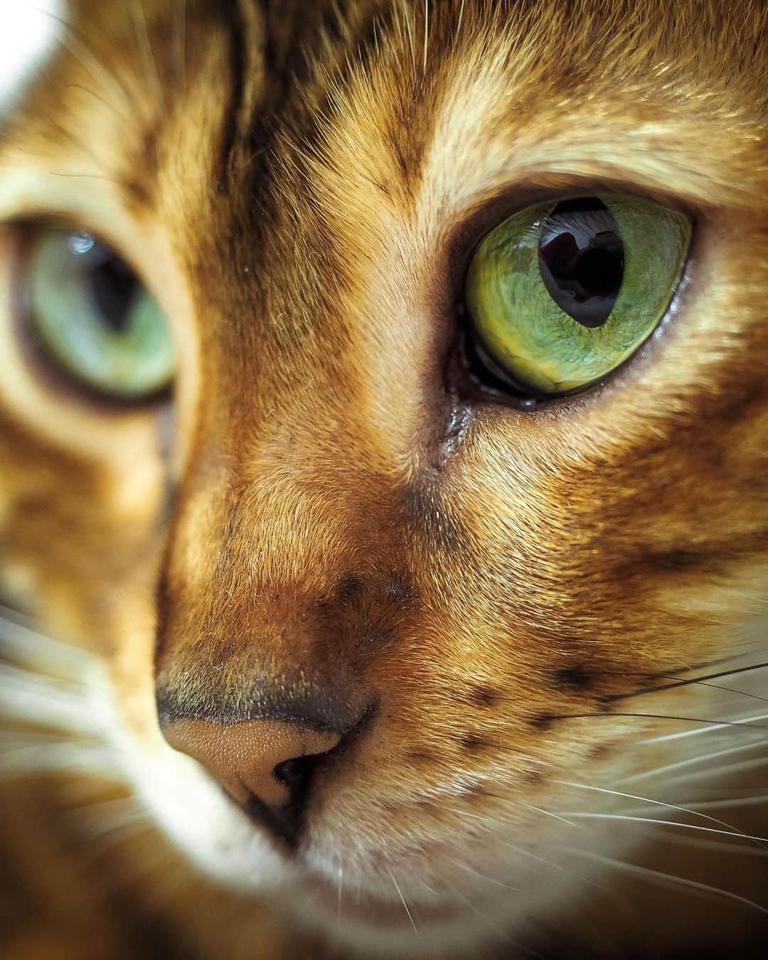 Celeb Bengal Cat · Simbaのインスタグラム：「Eyes are never quies 👀🖤 ✨ ⌲ 📸 omd em5 MII+12-40 PRO 2.8 Edited with PRO’19 Lightroom Presets (link in BIO @simbathebengal2015 ) ——————— #cat #bengal #love #olympus @olympus_ru  @olympuscameras #olympus_ru」
