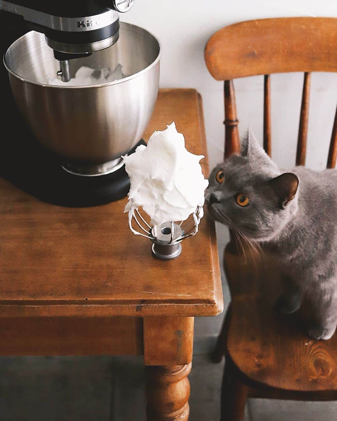 樋口正樹さんのインスタグラム写真 - (樋口正樹Instagram)「biscuit de savoie . おやつ用に焼いた ビスキュイドサヴォワ。 表面はサックリし、 中はフッワフワの 軽く優しいケーキ。 . ２枚目はメレンゲ、 ボナさん興味津々。 でも、舐めそうで まったく舐めない いつもそんな感じ。 . 材料はシンプルだけど、卵黄と卵白を別々によく混ぜるのがちょっと手間なケーキ。でもキッチンエイドのスタンドミキサーを最速で回せばとっても早く生地が出来上がって、とくに面倒なメレンゲは抜群にラクチンです。 @kitchenaidjapan . . 9月29日は #洋菓子の日 #ビスキュイドサヴォワ #フランス菓子 #バビブベボナさん #手作りケーキ #おやつとボナさん #キッチンエイド #スタンドミキサー #サックリ #フワフワ #パワフル #便利でらくちん #大家族におすすめ #お菓子作り #あると便利 #料理好きな人と繋がりたい #kitchenaid #kitchenaidjapan #biscuitdesavoie #homemadecake #thebakefeed #212キッチンストア @kitchenaidusa」9月27日 15時11分 - higuccini