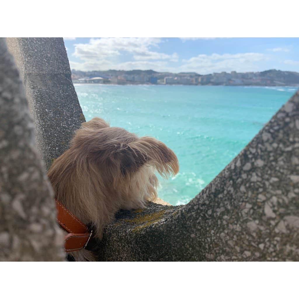 真野恵里菜さんのインスタグラム写真 - (真野恵里菜Instagram)「天気がいいと海がすごく綺麗な色をしてる🏖 夏が終わると晴天だった毎日から 雨が降る日々になるらしい。 そんな今朝は雨☔️ おはようございます😪 #lacoruña #spain #犬のいる暮らし」9月27日 15時33分 - erinamano_official