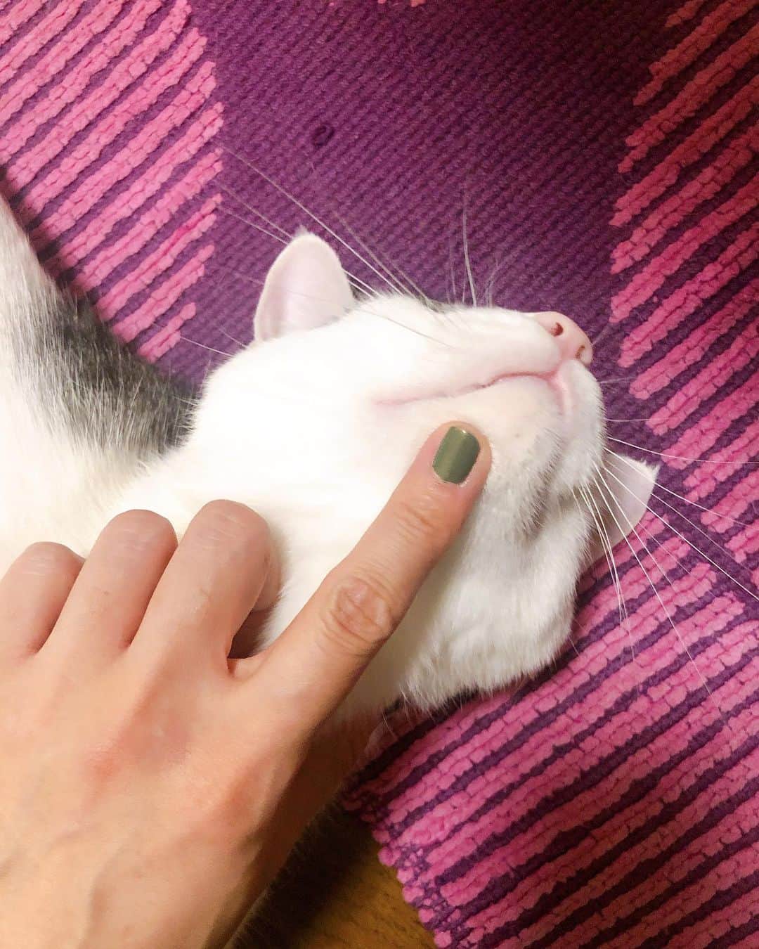 東出真緒さんのインスタグラム写真 - (東出真緒Instagram)「猫の顎フェチ🐱 . #うちのニノ君  #猫の顎 #猫 #ねこ #ねこ部 #cat #catstagram  #猫と暮らす #保護猫」9月27日 15時47分 - mao_bigmama_vn