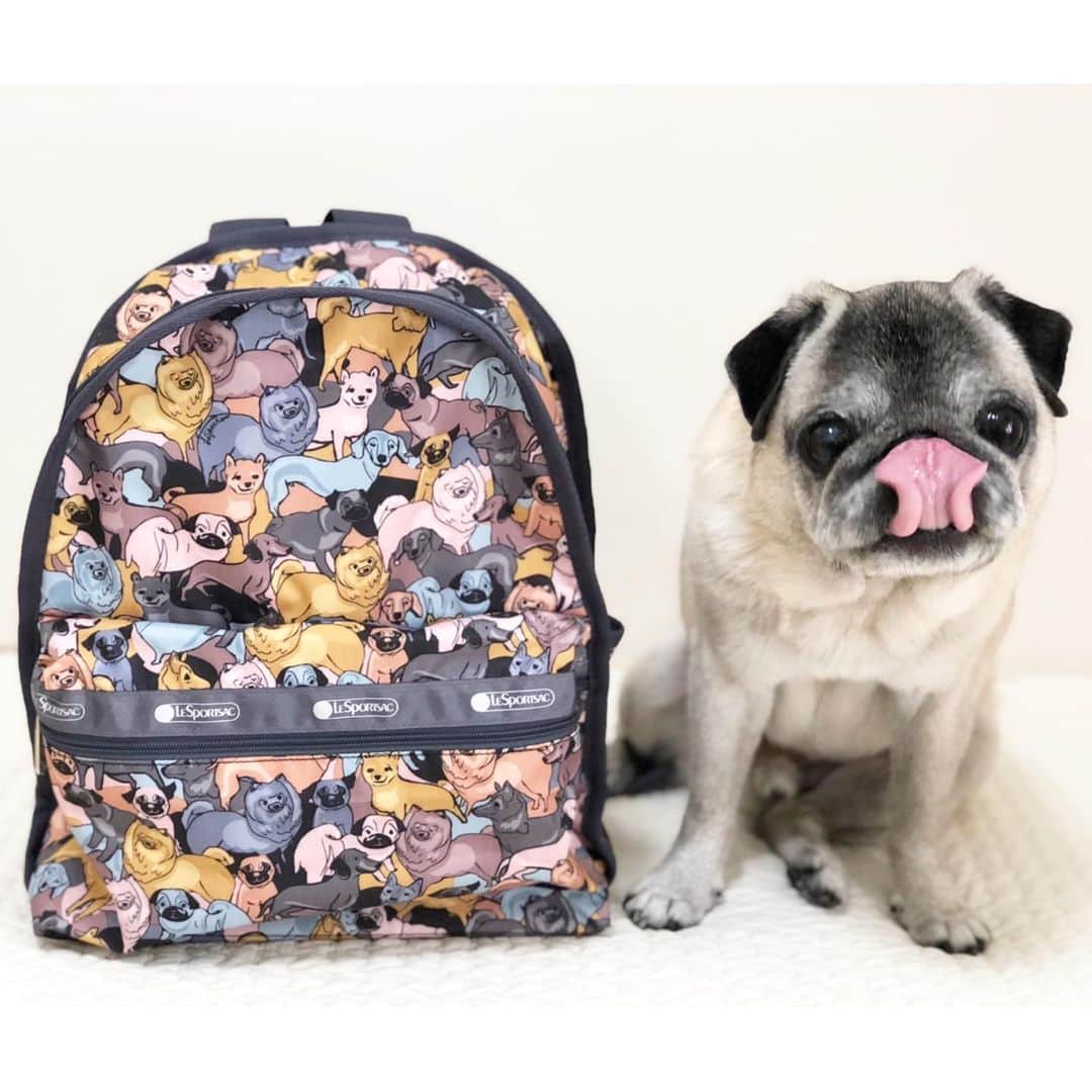 八兵衛のインスタグラム：「many pugs🐶🐶💖 * * レスポさん @lesportsac から パグちゃんたくさんの リュックを頂きました〜🥰 どうもありがとうございます🙏 * * レスポ 丈夫でガンガンに 使えるから良いですよね👍💕 (ガサツな私にピッタリ👵🏻😂) * * パグちゃん柄が あるなんて知りませんでした。 気になる方は チェックしてみて下さいね☺️✨ * * #リュックにおやつたんと詰めてくれ #ほぼ黒パグ #おじいちゃん犬 #pug #puggy #puglife #puglove #petstagram #pugstagram #pugsofinstagram #pugs #dog #ふわもこ部  @igersjp #IGersJP #east_dog_japan #pecoイヌ部 #八兵衛 #はちべえ #朝ワンコ夕ニャンコ #レスポ #レスポートサック」