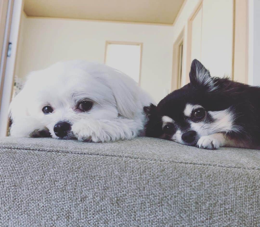 小野真弓さんのインスタグラム写真 - (小野真弓Instagram)「おはようございます^_^ 出かける支度をしていたら、、視線が、、😑😑 お留守番だとバレてますーー😂 #チワワ#ハナちゃん #チワマル#ハルくん #いぬすたぐらむ #いぬばか部 #仲良しわんこ#chihuahua #maltese #mixdog #doglover #dogstagram  後ろ髪引かれながら、、行ってきます〜🙋‍♀️ 今日も良い一日を🌾✨」9月27日 9時00分 - hanaharuaroi