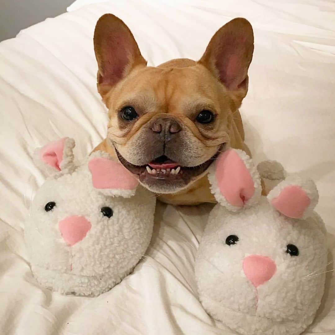 Hamlinのインスタグラム：「I may be the 3rd wheel in this photo, but at least I’m at the top of the pyramid. #tbt .......... #rabbit #comfy #slippers」