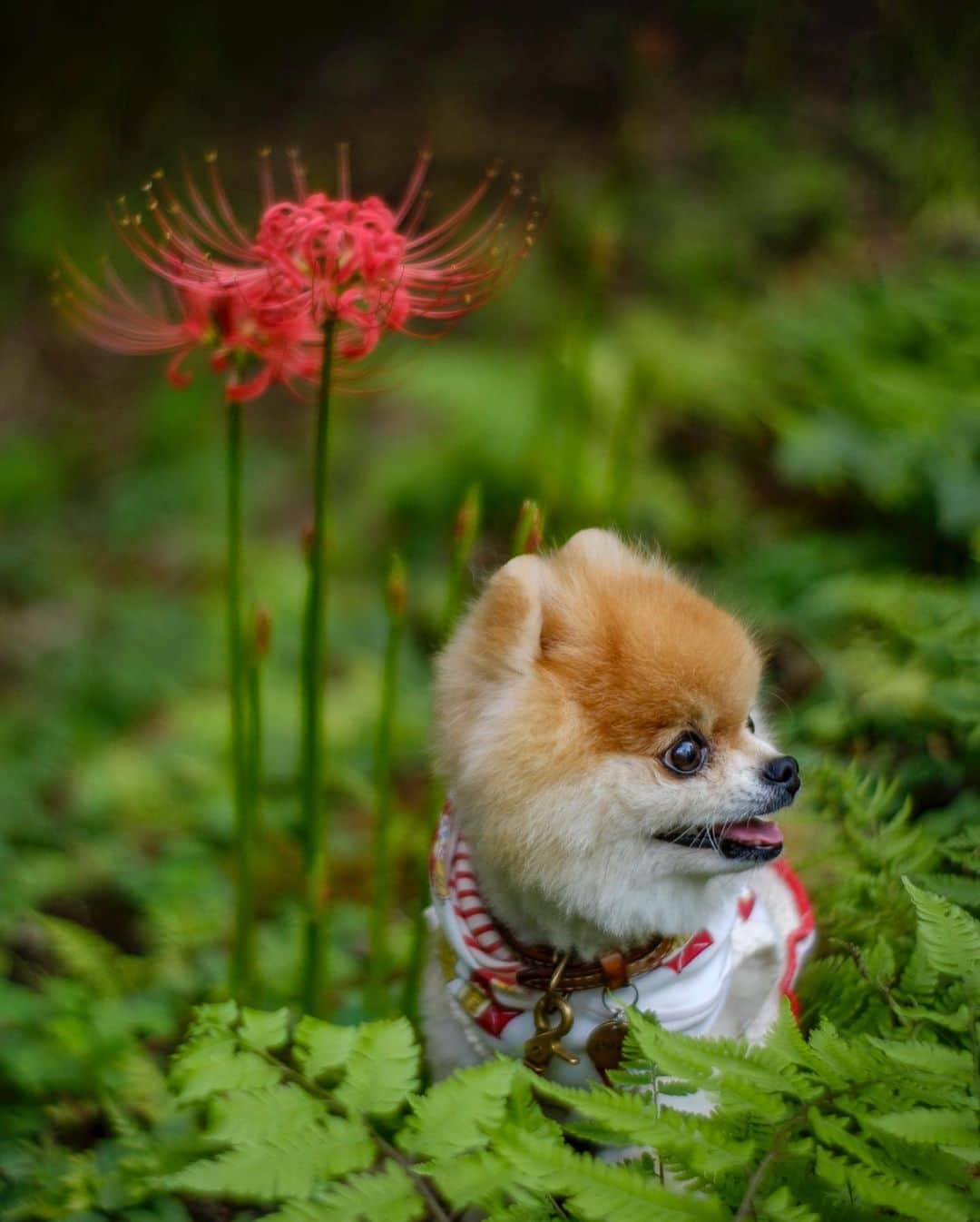 ポテチンさんのインスタグラム写真 - (ポテチンInstagram)「among spiderlilies.  大好きころっこと森でデートしたら彼岸花が咲いてましたぢょ。 3,4,5,6 photos by @pom.kotenicolocco」9月27日 10時42分 - pom.potechin