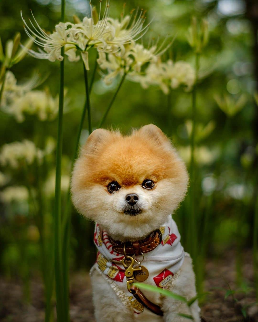 ポテチンさんのインスタグラム写真 - (ポテチンInstagram)「among spiderlilies.  大好きころっこと森でデートしたら彼岸花が咲いてましたぢょ。 3,4,5,6 photos by @pom.kotenicolocco」9月27日 10時42分 - pom.potechin