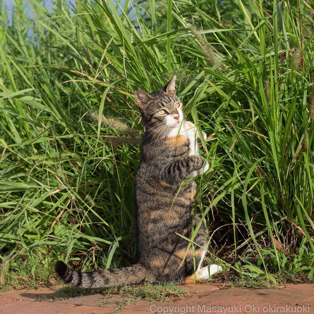 Masayukiさんのインスタグラム写真 - (MasayukiInstagram)「茂みにさえぎられる。  #cat #ねこ」9月27日 18時25分 - okirakuoki