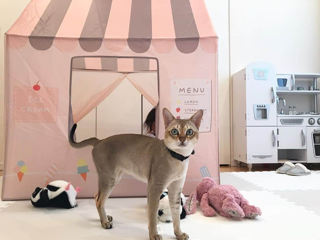 モルト♡Malt(Singapuracat)のインスタグラム：「すいませーん アイスクリームくだしゃーい🍦🐈 …おーい？ * * #キッズテント #キッズハウス #おままごと #おままごとキッチン #猫と子供 #キッズスペース」