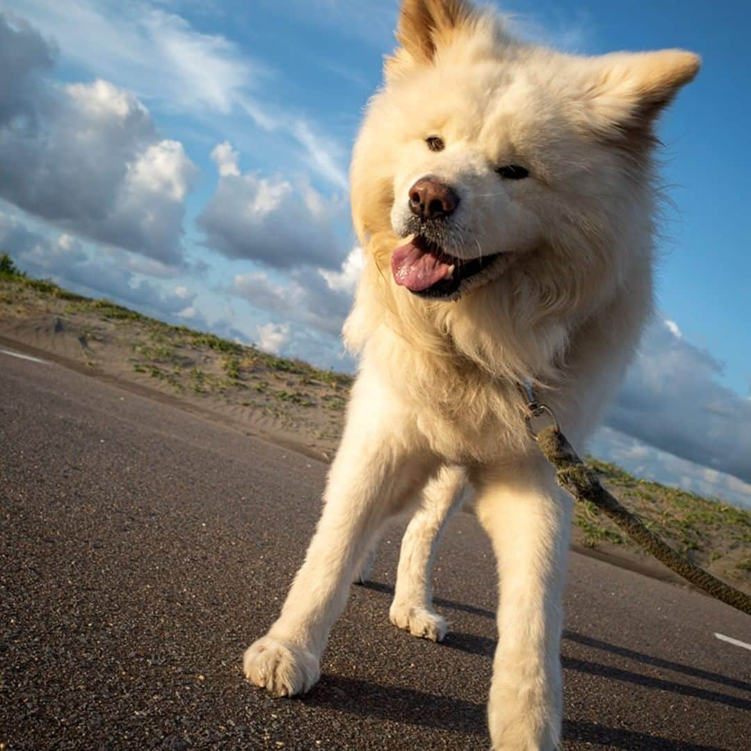 わさおのインスタグラム：「Walking in the sun goes down. わさ散歩 見届け今日も 日がおつる  #busakawa #longhair #longcoat #akitainu #dog #wasao #ぶさかわ #長毛 #秋田犬 #わさお」