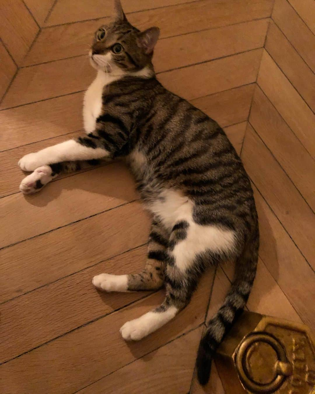 田中杏子さんのインスタグラム写真 - (田中杏子Instagram)「Alexandra Golovanoff invie us a  homy night. Her lovely cat TOLSTOI welcoming us💕  Alexandra の愛猫、トルストイがお出迎え。もちろん猫談義に花を咲かせました。  #tolstoi  #akotanaka #猫」9月27日 21時09分 - akoakotanaka