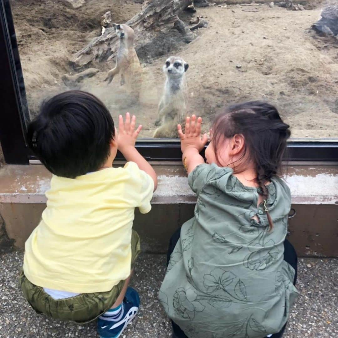 蒲生麻由さんのインスタグラム写真 - (蒲生麻由Instagram)「スクールの遠足でズーラシアへ❣️﻿ ﻿ たまたま真ん中にミーヤキャット🐱﻿ ミーヤキャットを崇める子供達w  ナイスショット📸﻿ ﻿ #mamalife #2歳7ヶ月 #遠足 #ズーラシア﻿ #ミーヤキャット #全然歩かず ﻿ #ベビーカーも拒否  #ひたすら抱っこ攻撃﻿ #肩凝りが... #イヤイヤ期 #難しいお年頃 ﻿ ﻿」9月27日 22時34分 - mayugamo_lamana