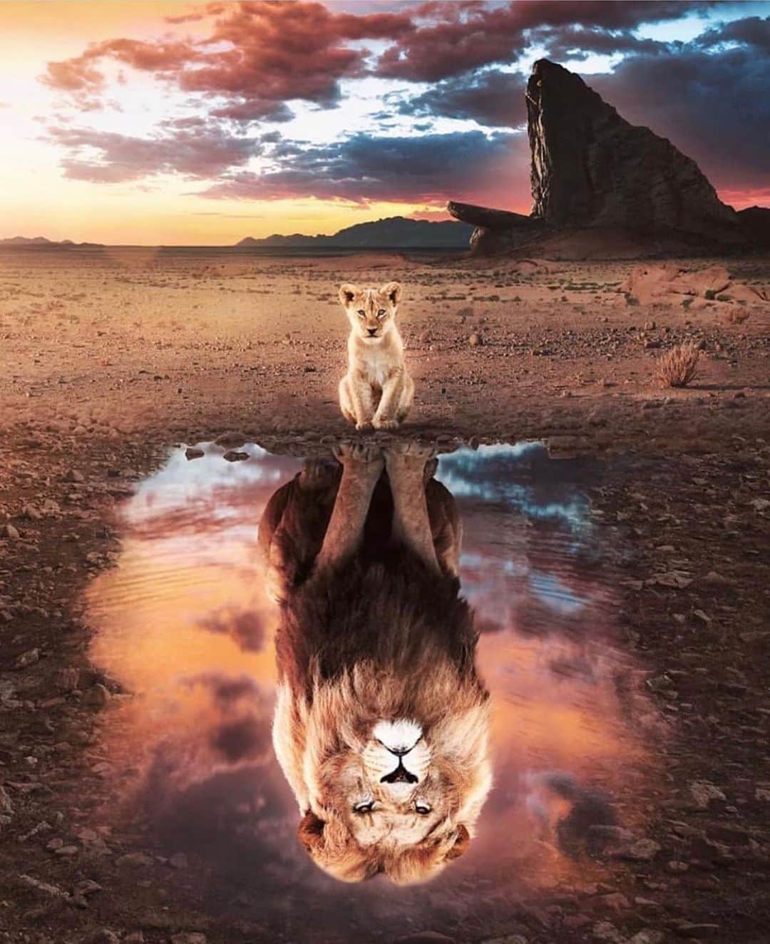 ルーカス・ポドルスキさんのインスタグラム写真 - (ルーカス・ポドルスキInstagram)「I’ve been fighting since I was a Child. I’m not a survivor, l’m a warrior!🦁👊🏻 #strong #youareenough #lion #aslan 💯」9月27日 23時06分 - lukaspodolski