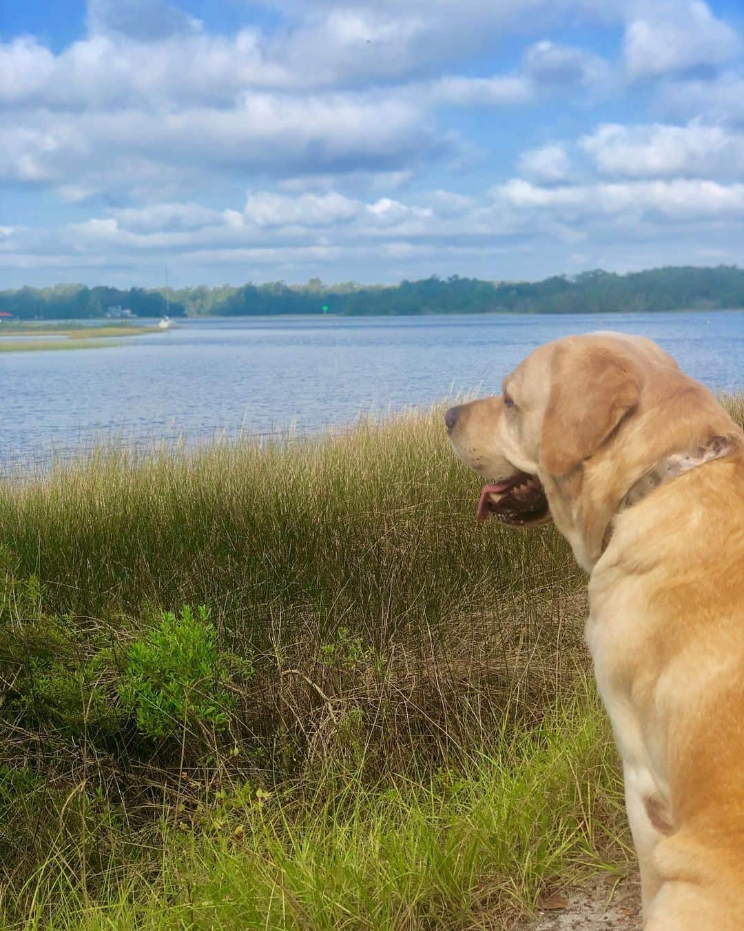 Huckのインスタグラム：「Big morning walks are fun and all, but when I’m done, I’m done (as shown in last pic 🤣) Happy FriYAY! . . . . . . . . . . . #tiredofwalking #morningnapisnext #lifeofhuck  #talesofalab #yellowlab #labphotooftheday #fab_labs_ #thelablove_feature #thelablove #labsofinsta #englishlabrador #yellowlaboftheday #worldoflabs #instalabrador #retriever」