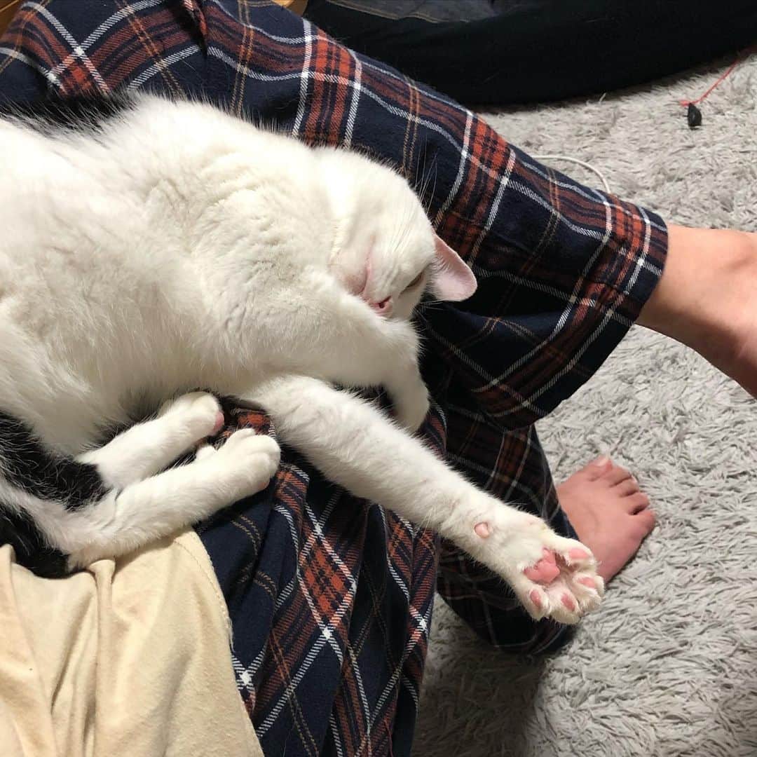 ghemtexのインスタグラム：「本読み終わったけど動いたら負けゲーム始まってた。#猫　#読書　#痺れ」