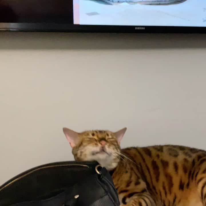 Bensonのインスタグラム：「Purse = chin scratcher」
