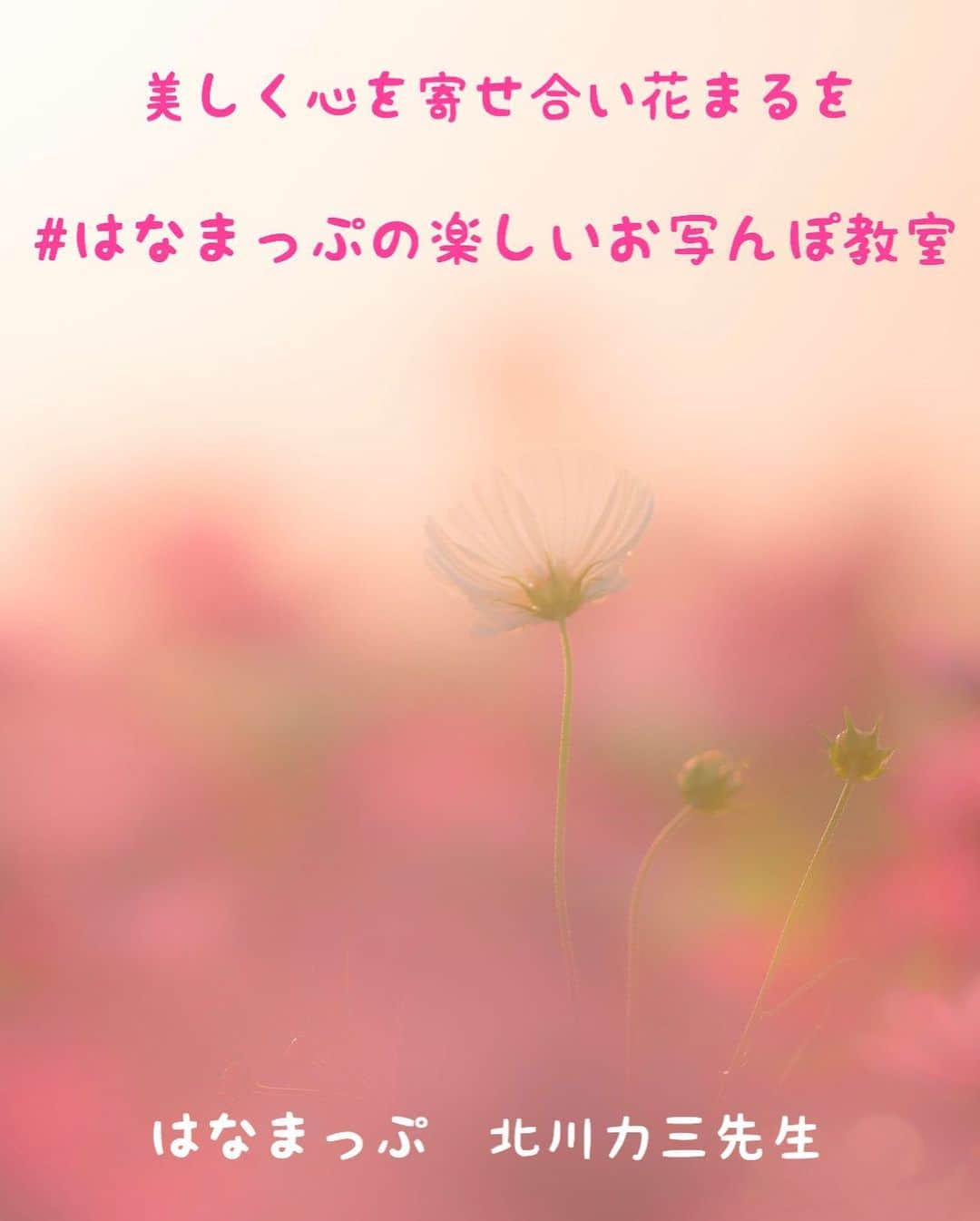 はなまっぷ❁日本の花風景さんのインスタグラム写真 - (はなまっぷ❁日本の花風景Instagram)「美しく心を寄せ合い花まるを💮 * はなまっぷの楽しいお写んぽ教室📷 * みなさんこんにちは😊 いつも素敵なお花をありがとうございます🌸 ようやく秋らしい気候となり過ごしやすい季節になってきましたね。 * みなさんと、そしてお花たちとも 心を寄せ合いながら楽しむ 「#はなまっぷの楽しいお写んぽ教室」 * 秋風に揺れる秋桜たちを楽しく撮影しましょう😄ご都合のつく方はぜひご応募ください。 * 🌸•••🌸•••🌸•••🌸•••🌸•••🌸•••🌸 * 第4回はなまっぷの楽しいお写んぽ教室📷 * 美しい花の写真や幻想的な風景写真を撮られる、写真家の北川力三先生をお招きして、写真教室を開催いたします。 お花の撮り方をしっかり学びたい方はもちろん、カメラを始めて間もない初心者の方もお気軽にご参加ください😊カメラの操作や専門用語が不安な方は私がサポートいたします。スマホやコンデジでのご参加ももちろん大歓迎！！秋風に揺れる秋桜を、花まる気分で撮影しましょう🌸✨ * 開催地は滋賀県 ブルーメの丘 ブルーメの丘の近郊には、こんなお花スポットも✨ 日野町コスモス畑、日野ダリア園、野田町コスモス畑 この機会にぜひ色々なお花畑へお立ち寄りください😊 * 【講師】写真家 北川力三先生  @rikizo_kitagawa * 【場所】滋賀県  ブルーメの丘 【日時】2019年10月19日(土) 雨天中止 午前①10:00〜12:00（集合9:40） 午後②14:00〜16:00（集合13:40） 【定員】①、② とも各20名前後 3名一組様までご応募可能です。おひとり様大歓迎！ 8割以上の方が、初参加のおひとり様です😊 【参加費】お一人様3,000円 当日集金させていただきます。別途入園料が必要です。 【応募方法】プロフィール欄のURLよりご応募ください。 【応募期間】〜10/2(水)まで 応募者多数の場合は抽選とし、当選者の方のみ10/6(日)までにDMにてご連絡いたします。DMでのご連絡をもって参加確定とさせていただきます。 * 🌸•••🌸•••🌸•••🌸•••🌸•••🌸•••🌸 * #はなまっぷ」9月28日 10時52分 - hanamap
