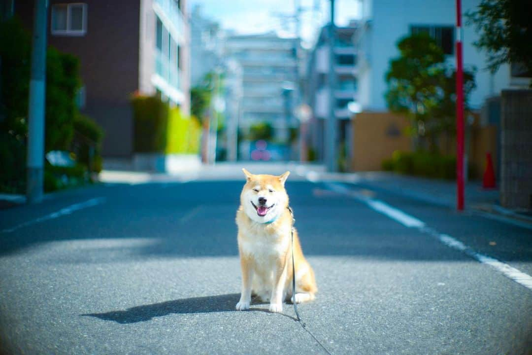 まる（まるたろう）さんのインスタグラム写真 - (まる（まるたろう）Instagram)「Good morning!!✨🐶✨今日はお散歩日和で遠くまで歩いちゃった〜 #帰りに体力は考えてないけど #いいの #パパにダッコしてもらうから #みんなもおいでよ #谷根千散歩楽しいよ #谷根千は谷中と根津と千駄木の略称」9月28日 10時15分 - marutaro