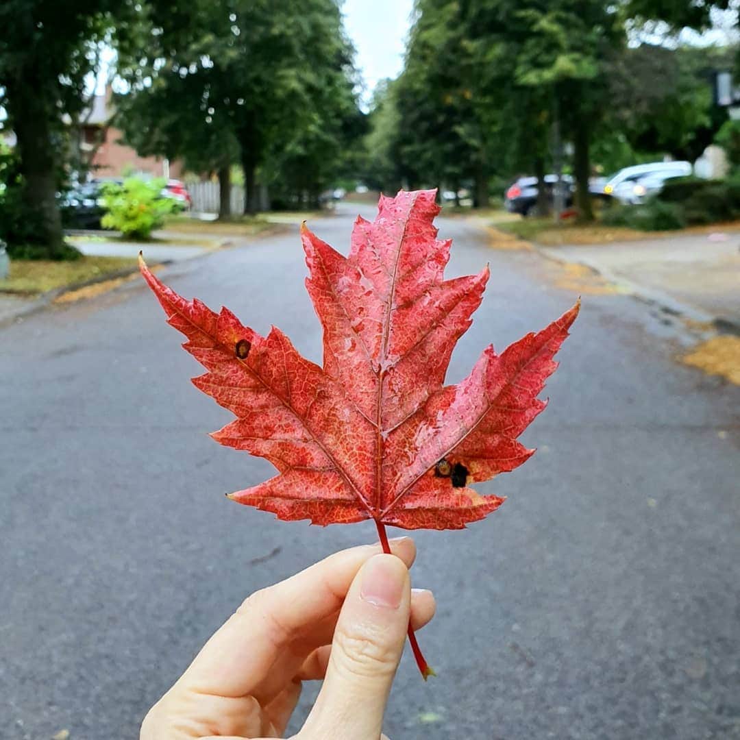 Akariのインスタグラム：「First time visiting Canada. 🇨🇦 I love the fresh air here 😍」