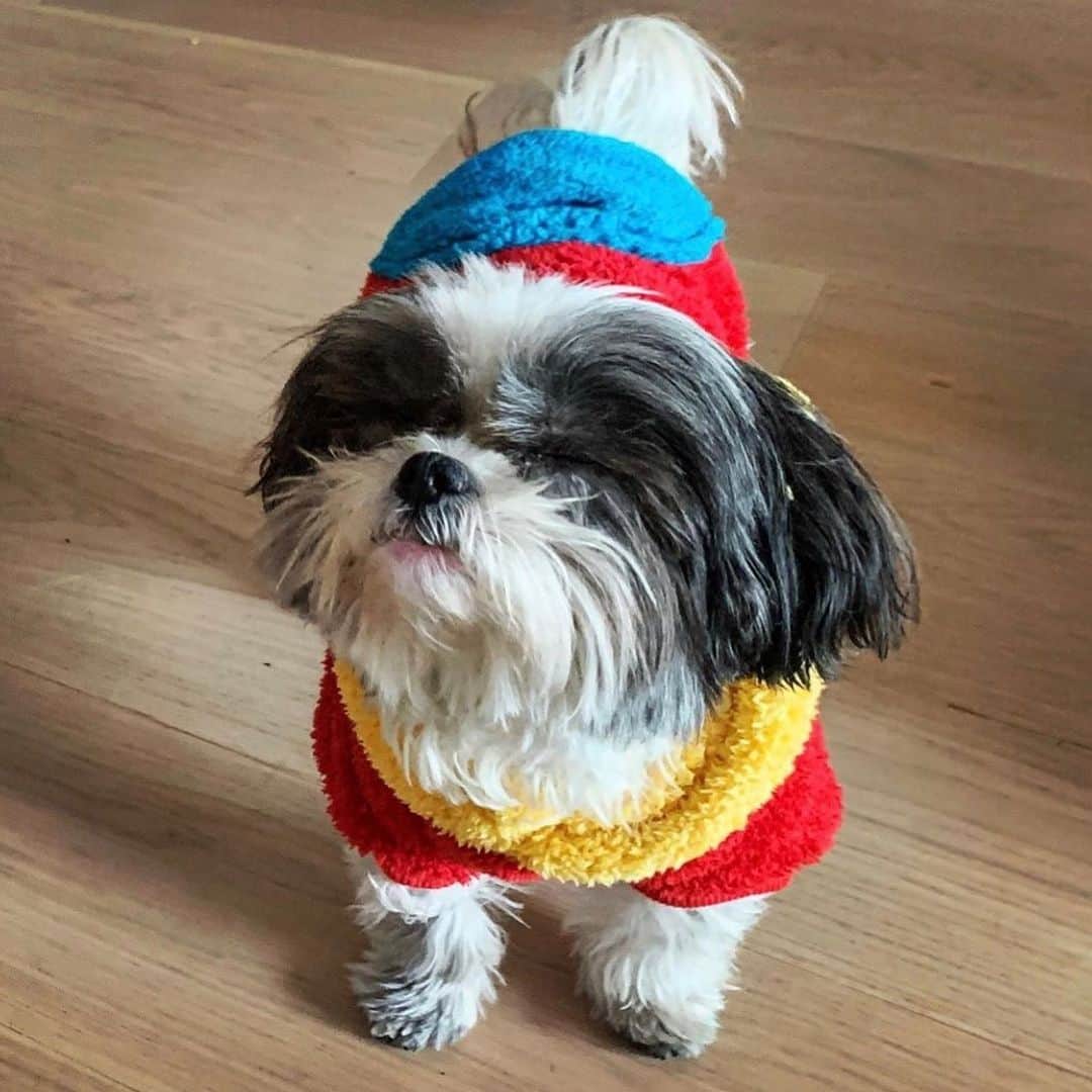 アシュレイ・ベンソンのインスタグラム：「My little angel baby loves her sweater」
