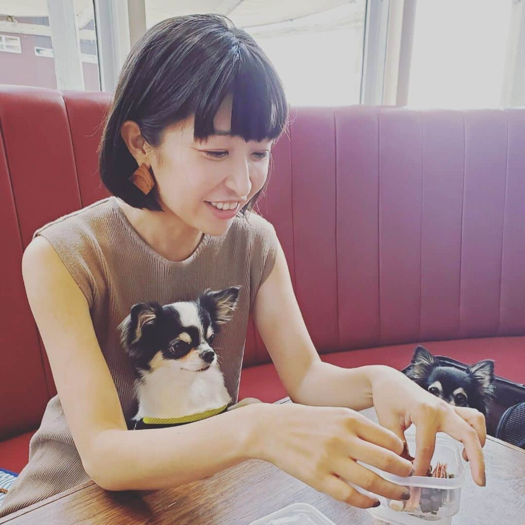 小野真弓さんのインスタグラム写真 - (小野真弓Instagram)「おはようございます^_^ キリリとした顔でオヤツをください😏 お友達のわんこ雷太くんがCUTE過ぎる 😂おばちゃん幾らでもあげちゃう😍 #チワワ#雷太くん#ハナちゃん ちらり #いぬばか部 #いぬすたぐらむ #食いしん坊犬#chihuahua #doglover #dogstagram#ぴょん吉犬 ハナハル好物タッパー弁当の中身は、カンガルー、ラム、ガム、さつまいも。」9月28日 8時30分 - hanaharuaroi