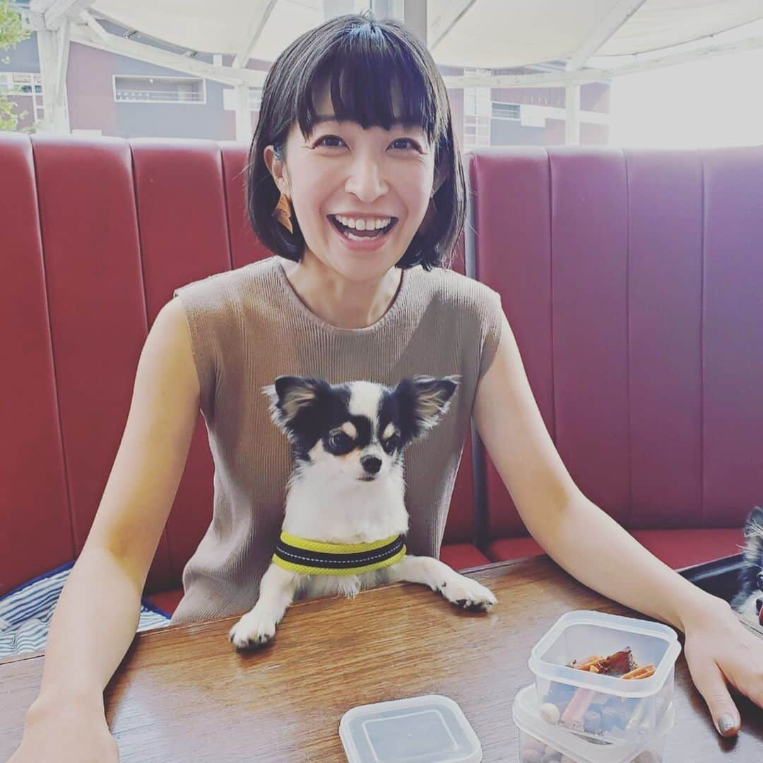 小野真弓さんのインスタグラム写真 - (小野真弓Instagram)「おはようございます^_^ キリリとした顔でオヤツをください😏 お友達のわんこ雷太くんがCUTE過ぎる 😂おばちゃん幾らでもあげちゃう😍 #チワワ#雷太くん#ハナちゃん ちらり #いぬばか部 #いぬすたぐらむ #食いしん坊犬#chihuahua #doglover #dogstagram#ぴょん吉犬 ハナハル好物タッパー弁当の中身は、カンガルー、ラム、ガム、さつまいも。」9月28日 8時30分 - hanaharuaroi