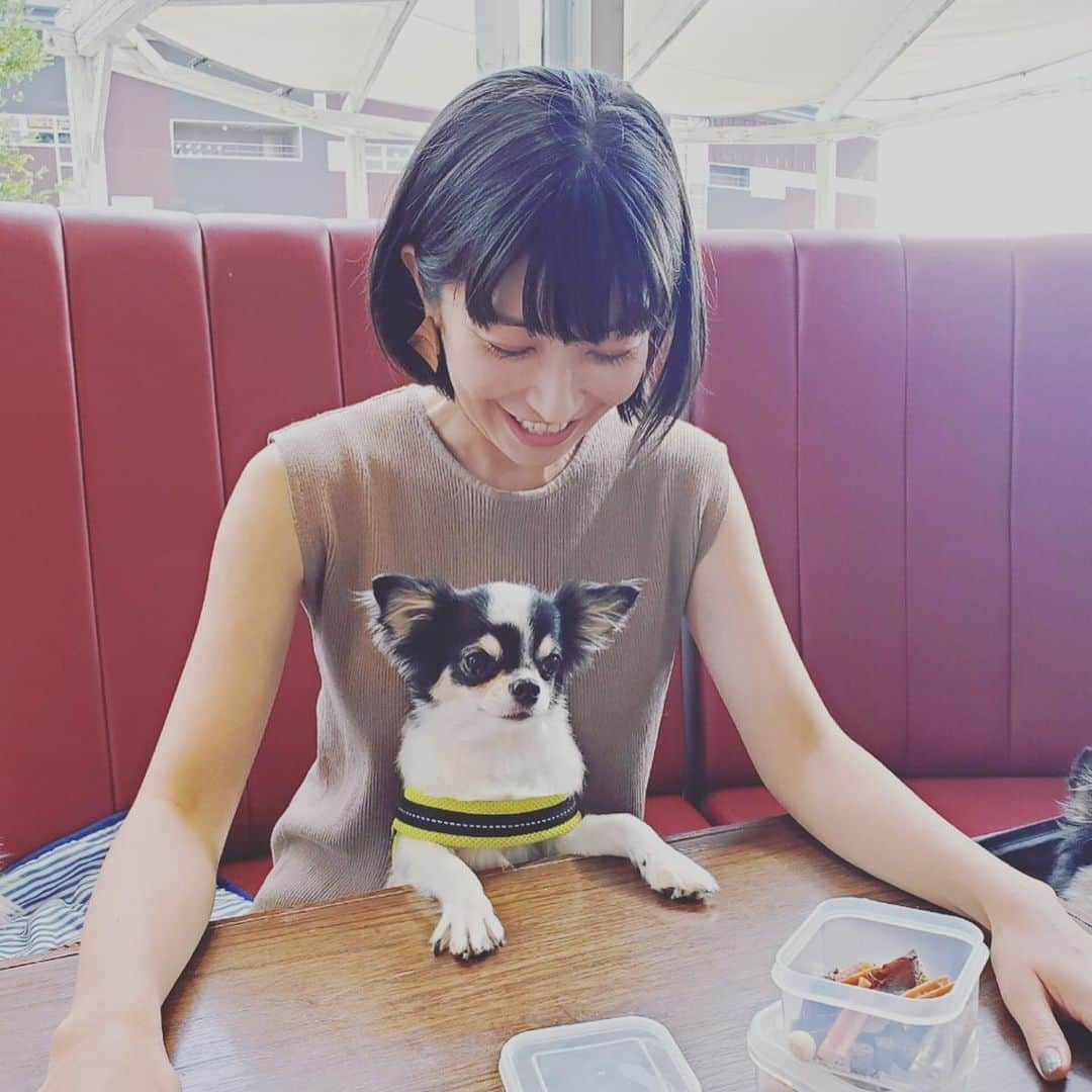 小野真弓さんのインスタグラム写真 - (小野真弓Instagram)「おはようございます^_^ キリリとした顔でオヤツをください😏 お友達のわんこ雷太くんがCUTE過ぎる 😂おばちゃん幾らでもあげちゃう😍 #チワワ#雷太くん#ハナちゃん ちらり #いぬばか部 #いぬすたぐらむ #食いしん坊犬#chihuahua #doglover #dogstagram#ぴょん吉犬 ハナハル好物タッパー弁当の中身は、カンガルー、ラム、ガム、さつまいも。」9月28日 8時30分 - hanaharuaroi