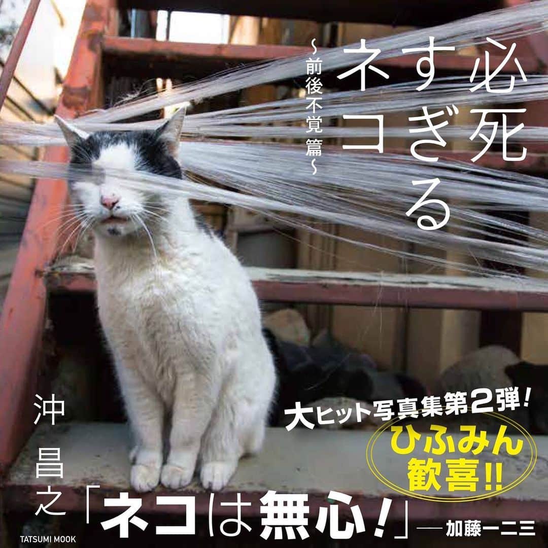 Masayukiさんのインスタグラム写真 - (MasayukiInstagram)「ちょうど2年前に 必死すぎるネコを発売をして たくさんの方のおかげで 9月24日にパート2にあたる 『必死すぎるネコ 前後不覚篇』が発売しました。  この2年間で 自分を取り巻く環境はいろいろと変わって 撮影をするということに専念できない時期もあり こころが乱れることもあったり ジレンマもありますが ねこは変わらずシャッターチャンスを与えてくれるし たくさんの方によろこんでいただけてたりと 撮ることに対しての意欲は消えることなく 自分が いまも楽しく撮影できてることが幸せだなと思ってます。  自分がどれだけ息巻いたところで ねこのスイッチが入るわけでもなく むしろ、息巻けば それを見透かして ねこは何もしないことも多く そのことを知っているからこそ こころを落ち着かす作業も この2年間とても多くなったと思います。  平静に 淡々と ねこを撮影するということに時間を捧げて 自分に過信せず でも さげすむこともなく きちんとよくやってると自分で たまに褒めてあげて。 欲張らずできることを淡々に。 その積み重ねが きっとたくさんのかたの よろこびにつながるだと信じて これからも ずっと ねこを撮ってるんじゃないかなと思います。  今作が 前作同様にたくさんのかたのコミュニケーションの手段として役立ったらいいなって思ってます。 やっぱり 家族であったり 友達であったり 職場の方であったり たくさんのかたがこの本を通して 会話が弾んで笑顔がうまれてたら  そんな幸せなことはないなぁと思ってます。 何年後も先の未来も そんな本になっててほしいです。 なってたら最高だよね。 って思いは 自分は写真にこめているし、 猫びより編集担当 小林裕子さん や アートディレクターの山下リサさん もきっと おのおのの役割で気持ちをこめてくれてると思います。 ＆ 加藤一二三さん 帯を書いてくださって誠にありがとうございます。  この本に携わってくださったみなさまのおかげで とてもかわいい2代目の必死すぎるネコが誕生しました。 誠にありがとうございます。  いつもインスタグラムで応援してくださるみなさまが思わず笑顔になるような そんな一冊に仕上がりましたので ぜひ立ち読みから！（ぇ 『必死すぎるネコ 前後不覚篇』をお楽しみくださいませ。 ありがとうございました。  猫写真家 沖 昌之」9月28日 8時52分 - okirakuoki
