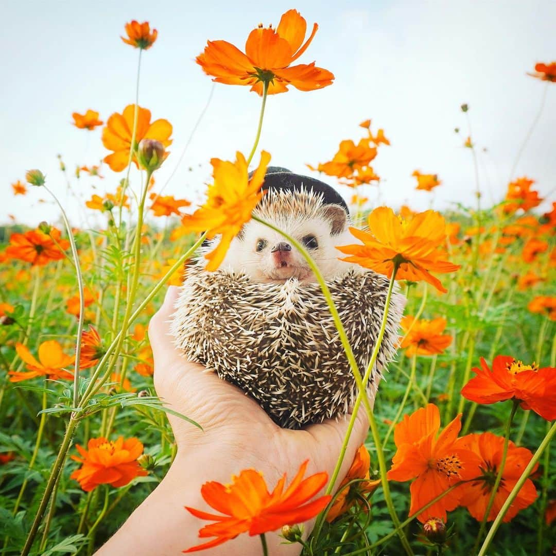 あずきさんのインスタグラム写真 - (あずきInstagram)「There were beautiful cosmoses blooming there🌼🌼🌼 コスモス畑にうっとりな もなさん🥺💕 . カメラ📸をソニーのα6400というのを買ったので試し撮りを兼ねての撮影でしたが、ピンを合わせた部分が、今までのキャノンEOS kiss x9iよりかなりシャープ！ だから今まではインスタのフィルターでシャープを入れていましたが、ソニーのα6400のデータにシャープフィルター入れるとカリカリしすぎちゃう感じ。 . 操作性はキャノンの方が初心者には使いやすいけど、ソニーは使い方慣れたら上手に撮れそう👌 . ソニーの画質は男性っぽくて強め、キャノンは女性的なまろやかな感じがしました。 わりと満足度高めの撮影でした☺️ . . . #cosmos  #cosmosflower #sonya6400  #コスモス #秋の花 #山中湖花の都公園 #花の都公園 #コスモス畑  #はりねずみ #ハリネズミ #hedgehog #pygmyhedgehog #lovelypet #cuteanimals #はりねずみのもなか #hedgie #Hérisson  #고슴도치 #刺猬 #hedgehogazuki  #hedgehogsofinstagram #animaladdicts #cuddles #meowed #petscorner  #cutepetclub #worldofcutepets」9月28日 9時01分 - hedgehog_azuki