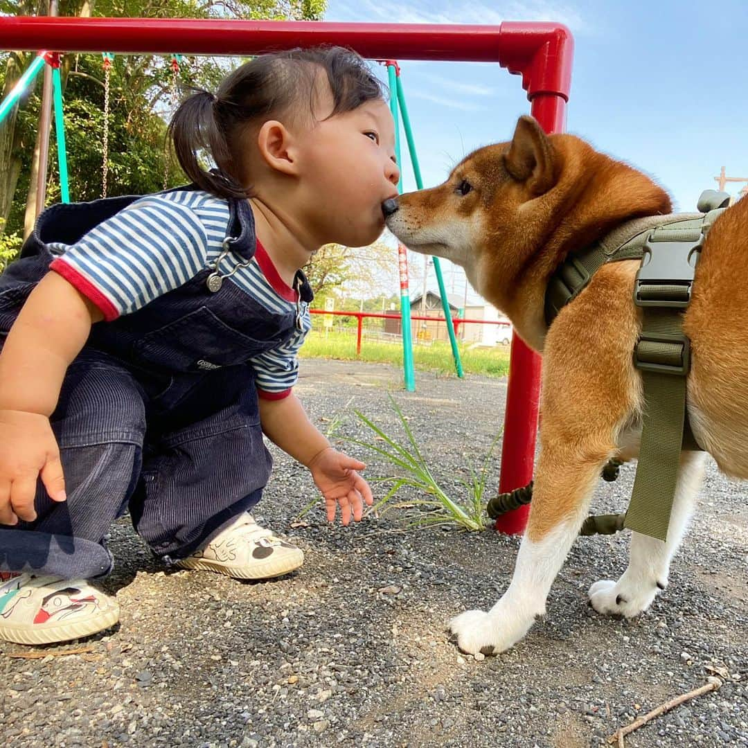 尾形貴弘さんのインスタグラム写真 - (尾形貴弘Instagram)「ミクサク ラブラブ特集  #柴犬大好き #柴犬マニア  #愛犬  #赤柴 #しばけん  #しばちゃん  #しばいぬ大好き  #shibainu  #shiba_snap  #犬ばか部  #いぬばか部 #ミク #三九 #39 #パンサー尾形 #赤ちゃん #赤ちゃんのいる暮らし #赤ちゃんと犬 #1歳6ヶ月 #1歳半 #サンキュー #ママリ #ベビフル」9月28日 19時29分 - miku3_miku_9