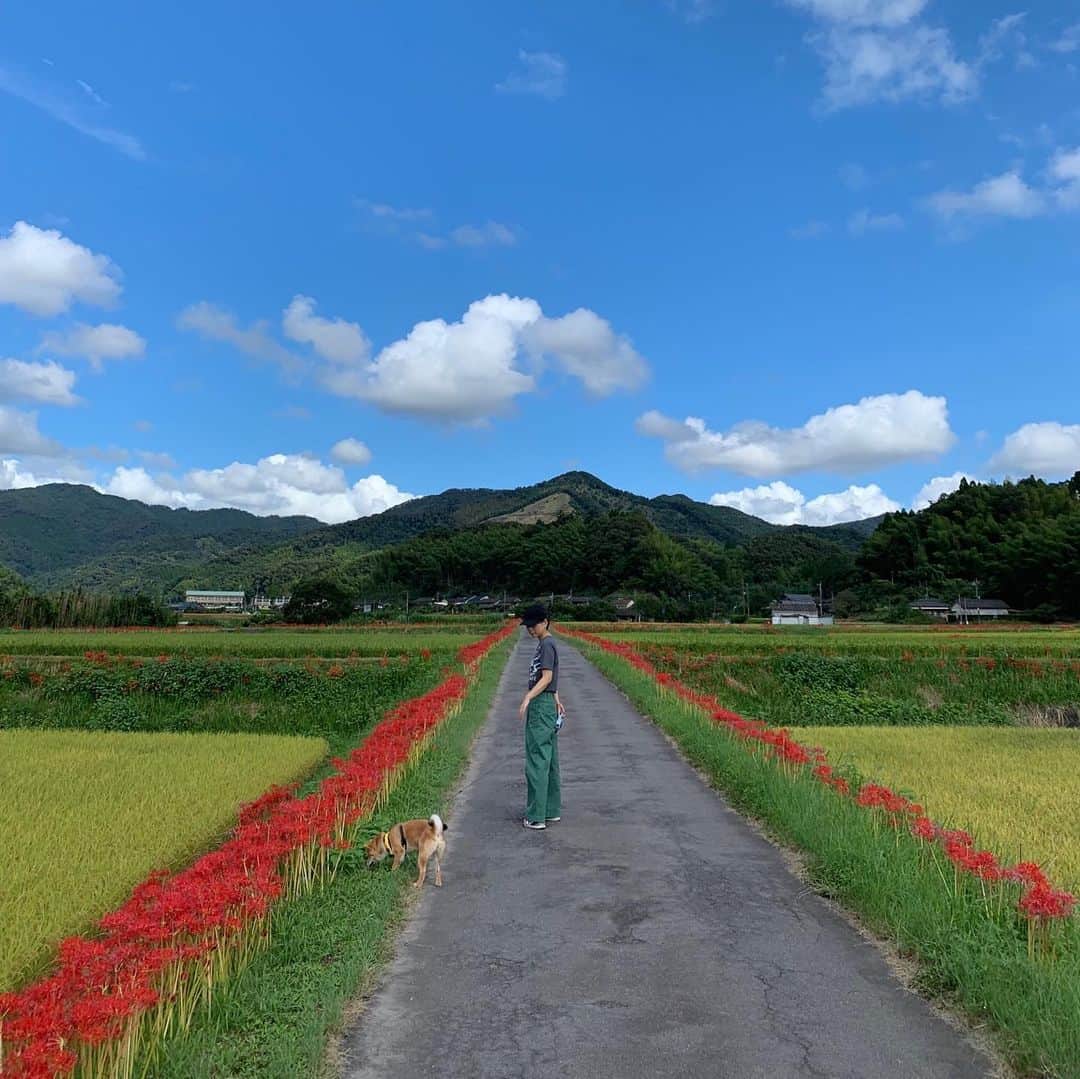 美坂理恵さんのインスタグラム写真 - (美坂理恵Instagram)「秋晴れの青空の下、あん🐕を連れて さつま町へドライブ🚙してきました。  #ゆうぐれエクスプレス でお話を伺った 柊野地区のひがん花。 まだまだ楽しめそうです☺️ .  #さつま町ふるさとウィーク #ひがんばな」9月28日 20時04分 - misakarie