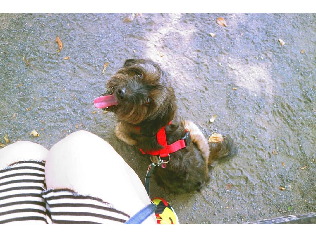 中嶋イッキュウのインスタグラム：「保護犬の里親になりました  何犬なのか、何歳なのかわかりませんがこれからの人生(犬生？)は宇宙一幸せにします @wicket_193 と、アメブロ でex保護犬成長期を綴っていこうと思ってます🤩 ウィケットの名前はSTAR WARSのキャラクターからです🇺🇸 宇宙犬ウィケットをよろしくお願いします🎉  I rescued he from an animal shelter.  His name is Wicket.  This name came from charactor of the STAR WARS . I don't know What's his dog breed. I don't know How old is he. I can't know his life so far. But I can know his future life. From today he will be full of happiness.  #保護犬成長記 #なんかの雑種 #とりあえずモジャモジャすぎるから #早めにトリミング行こうね #WangSang」