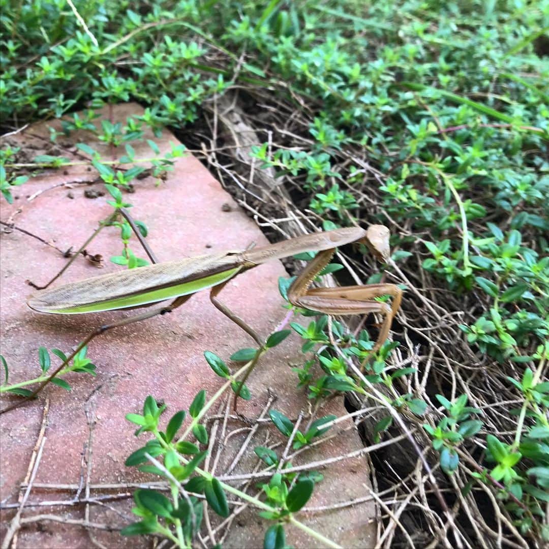 小森高博のインスタグラム：「今朝は庭でカマキリを見つけました。オオカマキリかな？この前のオンブバッタ とか食われてそうw」