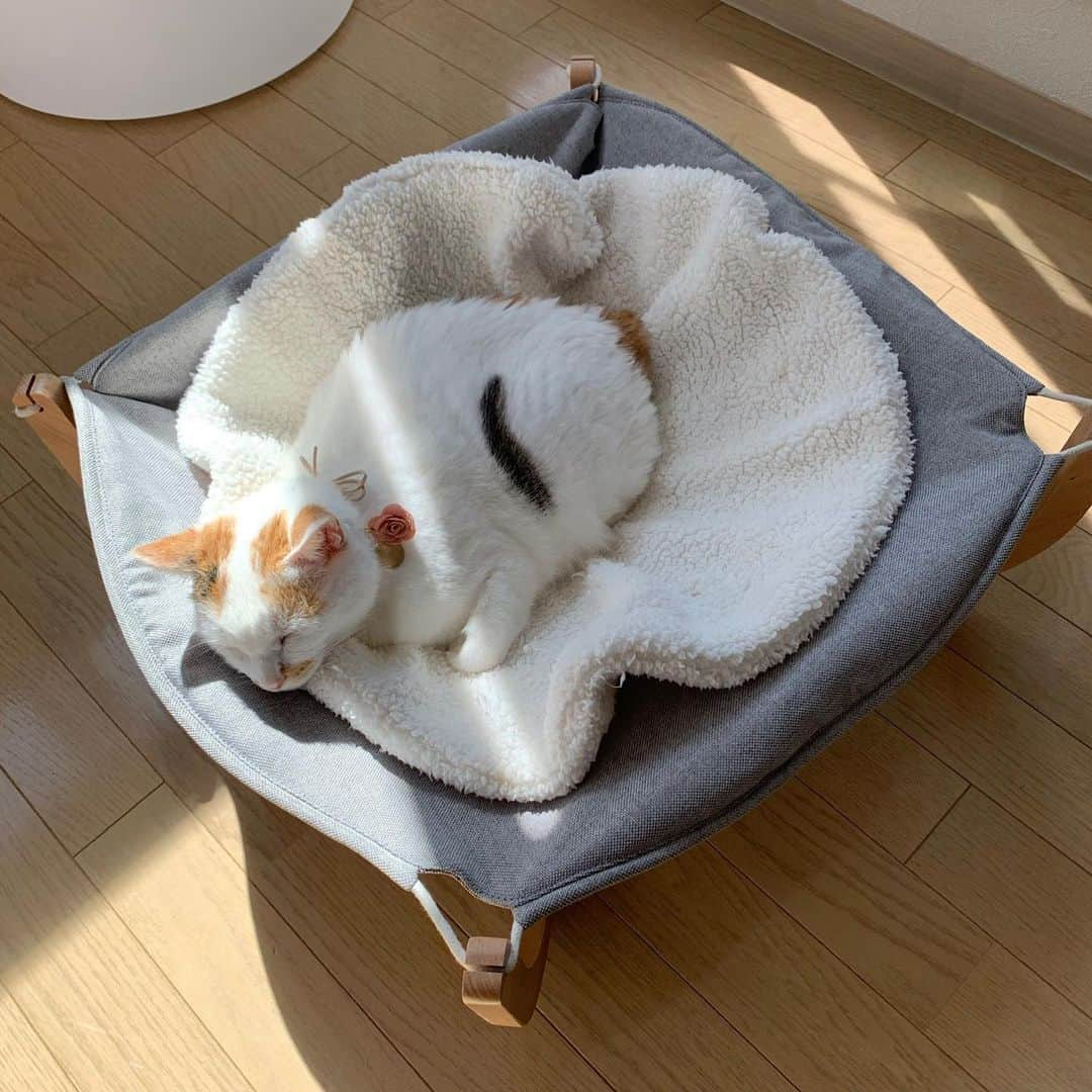 マルさんのインスタグラム写真 - (マルInstagram)「🌞おひさま大好き、ぼっこりん₍^·͈༝·͈^ฅ 爽やかな秋晴れ　気持ち良さそう寝 . . #ペットショップへ行く前に#元保護猫#保健所出身#猫との暮らし#cat#猫がいて幸せ#ねこ部#みんねこ#bestmeow#三毛猫#ねこと暮らす#猫#ふわもこ部#にゃんだふるらいふ#にゃんすたぐらむ#ペコねこ部#sleep #nap#thekittypost #pleasantcats#catloversclub#petstagram#ilovepets#happycatclub#catsofinstagram#cat_features#cute#instagood#gato#pidan」9月28日 14時03分 - maruruna