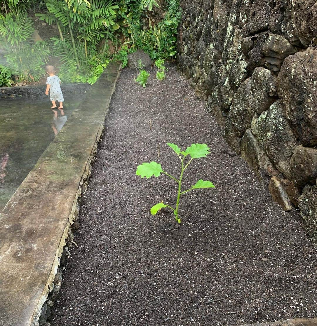 吉川ひなのさんのインスタグラム写真 - (吉川ひなのInstagram)「子どもたちと自宅の花壇にオーガニックファームを作ったよ🌱  土を触ると元気になる❤︎ 種から埋めた野菜たちの芽が出るのも楽しみだな😊  お料理やティンクチャーに大活躍してくれそうな野菜やハーブをたくさん育てるよ🥦🥑🍆🥒 ストーリーズにも様子をアップするね❤︎ #HinanoSustainableLife #娘HawaiiLife #organicfarm #organicsoil #flowerbed」9月28日 15時12分 - hinanoyoshikawa