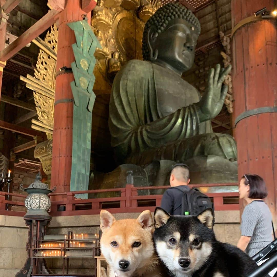 豆柴なつ&ふゆさんのインスタグラム写真 - (豆柴なつ&ふゆInstagram)「We went to Todai-ji Temple😆💓 東大寺に行って来たよ😆💓 #奈良 #東大寺 #大仏 #nara #todaiji #豆柴 #柴犬#shiba #shibainu #shibagram # #shibalove#mameshiba #japanesedog #シバフル  #🐕📷 #dogstagram #dogoftheday #instadog #instashiba #柴犬マニア#shiba_snap #犬ら部 #ふわもこ部 #instacute #pecoいぬ部 #instafollow  #柴#mofmo #west_dog_japan」9月28日 21時34分 - mameshiba.natsuinu56