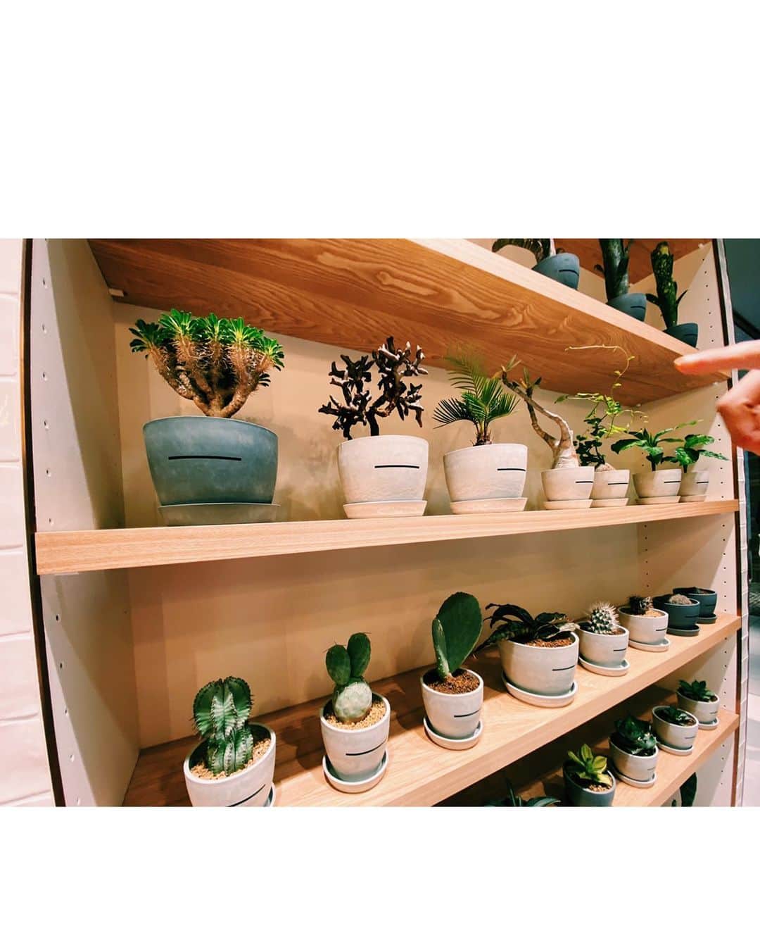 Saki さんのインスタグラム写真 - (Saki Instagram)「#大丸心斎橋 がリニューアルopenして﻿ 今日初めて行ってきた〜👪﻿ 6階にある　@planb_master_piece  へ﻿ 素敵な緑との出会いを求め…🌳🌱🌵﻿ ホンマにぜんぶカッコ良い植物しか売ってなくて﻿悩んで、 一目惚れしたカモフラージュ柄の葉っぱが﻿特徴的な　#アグラオネマ　と、  #黒サボテン 🌵﻿ を選びましたー✨🙋🏼‍♀️﻿ ﻿ 植物育てるのめちゃ苦手やけど﻿ 指導の元頑張って育てよう💪💪笑﻿ @itsuki_hattori  Thanks🔥」9月28日 21時42分 - saki1011