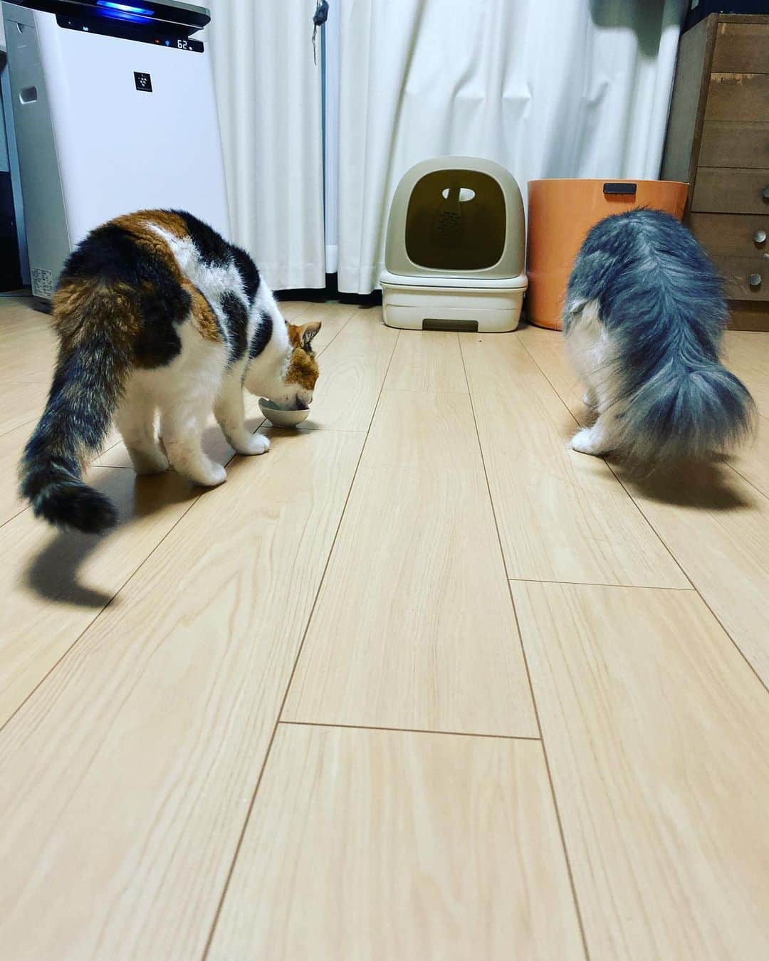 三好春奈のインスタグラム：「猫ズの為に買った空気清浄機が予想より大き過ぎて、でもこれでちょっとでも良くなるならそれでいいやって感じです。明日は夏の魔物でINUやります。 #プラズマクラスター #くたばれ猫コロナウイルス #cat #夏の魔物 #INU #町田康」