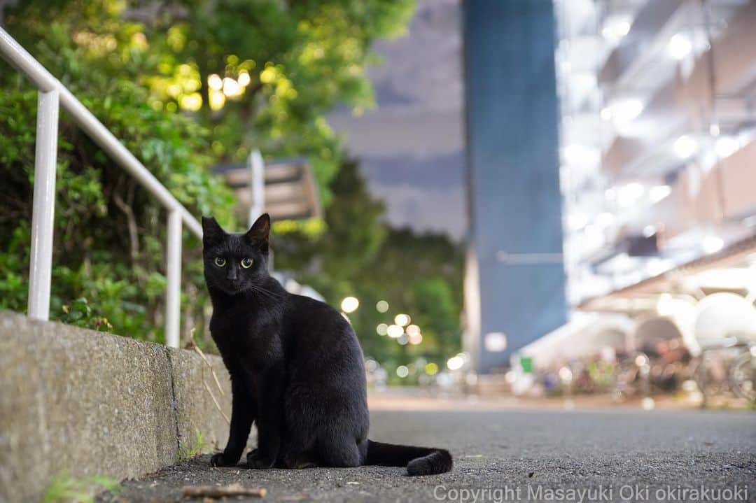 Masayukiさんのインスタグラム写真 - (MasayukiInstagram)「夜の団地ねこ。  #cat #ねこ」9月28日 22時52分 - okirakuoki