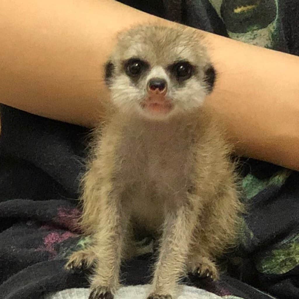 阿知波妃皇のインスタグラム：「tantan🥺」