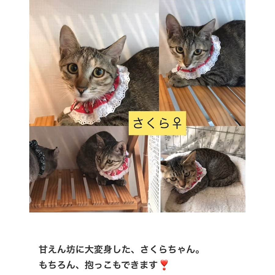 八、おこめさんのインスタグラム写真 - (八、おこめInstagram)「譲渡会のお知らせ🐾 ① 明日9月29日(日) は久しぶりに陽楽房にて @nekonote0401 さんの譲渡会が開催されます🎶 今回はたくさんの子達が参加なので①と②で分けて投稿してます！ かわいい〜子達がたくさんなのでスワイプ☞してね〜❣️ 1枚目の、てらぷーはまだ小さいので今回は写真参加です❣️ 詳しくは @nekonote0401 @nekonotecat のアカウントへ〜🐾 #teamねこのて #シェルター便り #里親募集 #保護猫 #預かりボランティア #譲渡会 #猫のシェルター #伊丹市 #お掃除ボランティア #ねこ部 #cat #ねこ #猫 #ネコ #toitoitoicat #toitoitoiきっとうまくいくミニマムプロジェクト」9月28日 23時48分 - naomiuno