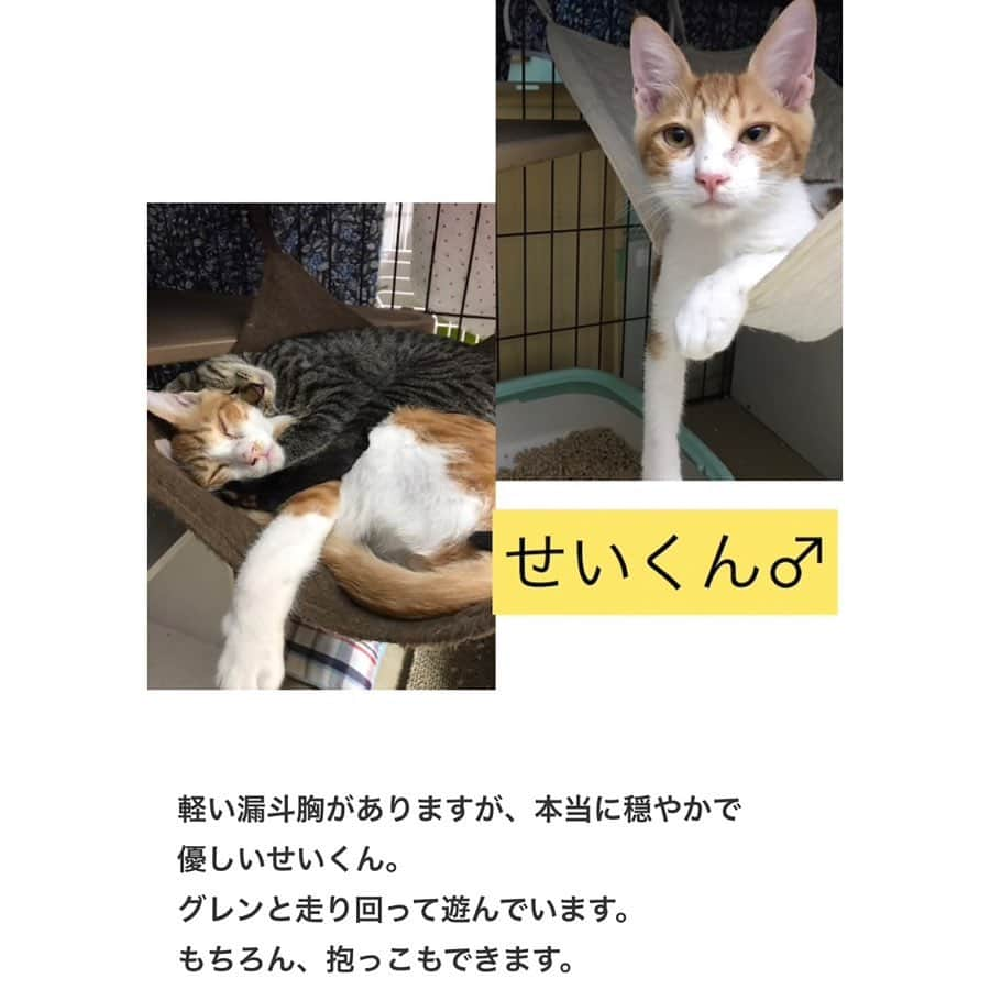 八、おこめさんのインスタグラム写真 - (八、おこめInstagram)「譲渡会のお知らせ🐾 ① 明日9月29日(日) は久しぶりに陽楽房にて @nekonote0401 さんの譲渡会が開催されます🎶 今回はたくさんの子達が参加なので①と②で分けて投稿してます！ かわいい〜子達がたくさんなのでスワイプ☞してね〜❣️ 1枚目の、てらぷーはまだ小さいので今回は写真参加です❣️ 詳しくは @nekonote0401 @nekonotecat のアカウントへ〜🐾 #teamねこのて #シェルター便り #里親募集 #保護猫 #預かりボランティア #譲渡会 #猫のシェルター #伊丹市 #お掃除ボランティア #ねこ部 #cat #ねこ #猫 #ネコ #toitoitoicat #toitoitoiきっとうまくいくミニマムプロジェクト」9月28日 23時48分 - naomiuno